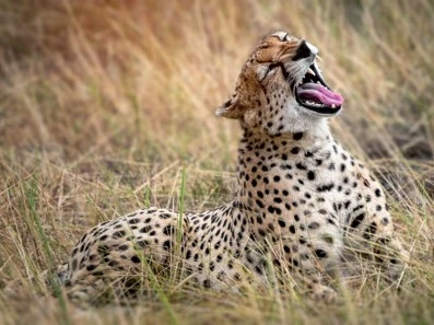 8-Day Kenya & Tanzania safari